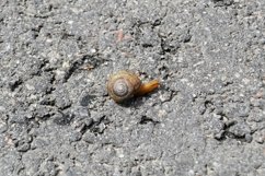 Big garden snail in shell crawling on wet road hurry home Product Image 17