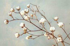 Cotton plant branch blooming with flowers on neutral backgro Product Image 1
