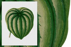 Leaves - Vintage Peperomia Argyrea Product Image 2