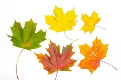 Bright leaves on a white background copyspace . Product Image 5