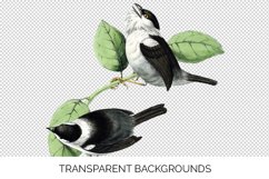 Bird Clipart Vintage Manakin Product Image 4