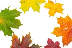 Bright leaves on a white background copyspace . Product Image 2