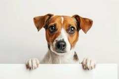 Curious jack russell terrier peeking over white edge Product Image 1