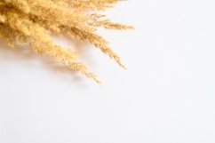 pampas grass bunch of yellow dry ears poaceae isolated white Product Image 1