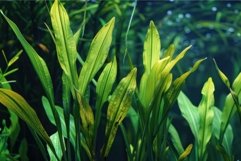 Lush aquatic plant life in underwater ecosystem Product Image 1