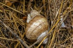 Big garden snail in shell crawling on wet road hurry home Product Image 23