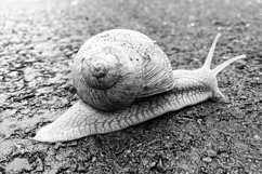 Big garden snail in shell crawling on wet road hurry home Product Image 19