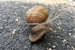 Big garden snail in shell crawling on wet road hurry home Product Image 9