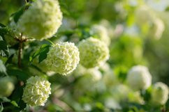 Stock Photo - Blooming viburnum buldenezh, white flowers Product Image 1