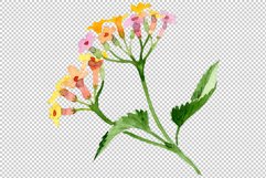 Pink lantana watercolor png Product Image 2