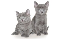 Stock Photo - Frisky two small kitten isolated Product Image 1