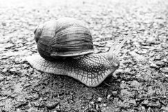 Big garden snail in shell crawling on wet road hurry home Product Image 2