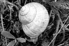 Big garden snail in shell crawling on wet road hurry home Product Image 2