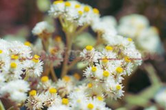 Stock Photo - Bright flower close-up on a summer day Product Image 1