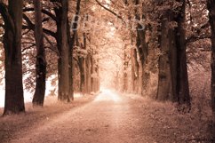 Nature photo, landscape photo, autumn alley photo, Product Image 1