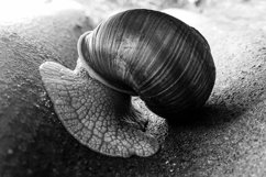 Big garden snail in shell crawling on wet road hurry home Product Image 3