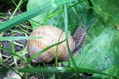 Big garden snail in shell crawling on wet road hurry home Product Image 4