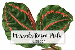 Leaves - Vintage Maranta Roseo-Picta Product Image 2