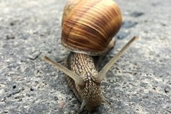 Big garden snail in shell crawling on wet road hurry home Product Image 2
