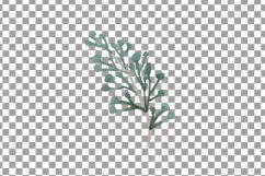 Cotton bolls and fir branch leafy autumn and winter decor Product Image 16