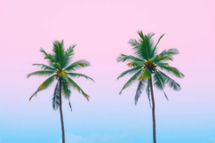 Palm Tree Colorful Background Product Image 1