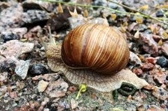 Big garden snail in shell crawling on wet road hurry home Product Image 28