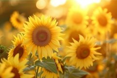 Vibrant sunflower field basking in the warm glow of the sett Product Image 1