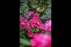 Beautiful pink Pelargonium flowers in a pot. 3pcs Product Image 3