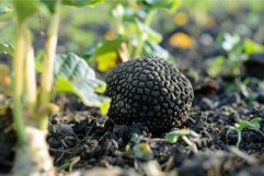 Black truffle growing underground in the soil is being culti Product Image 1