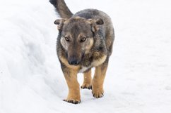 Dog in the snow Product Image 1