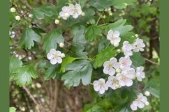 Hungarian Hawthorne Crataegus Nigra Blossom Hedge Plant Product Image 1