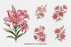 15 Bundle Watercolor Red Lily Flower Botanical Aesthetic Product Image 7