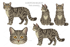 European wild cats clipart Product Image 4