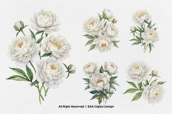15 Bundle Watercolor White Peony Flower Ivory Wedding Product Image 7
