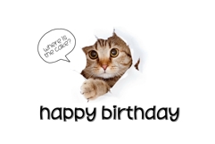 Fox Velina Font Product Image 7