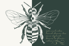 Calligraphic set of vintage flourishes Product Image 9