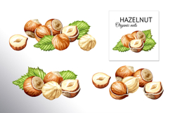 Huzelnuts. Hand drawn watercolor collection Product Image 8
