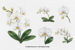 15 Bundle Watercolor Orchid Flower Blossom Botanical Product Image 7