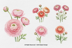15 Bundle Watercolor Ranunculus Flower Blossom Botanical Product Image 7
