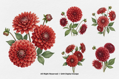 15 Bundle Watercolor Red Dahlias Flower Blossom Bouquet Product Image 7