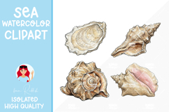 4 Summer Seashells Watercolor Cliparts Product Image 1