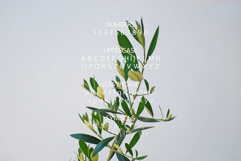Branch - Elegant &amp; Modern Sans Serif Product Image 7