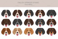 English Springer Spaniel field-bred Product Image 6
