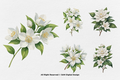 15 Bundle Watercolor Jasmine Flower Decoration Wedding Product Image 7