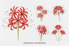 15 Bundle Watercolor Spider Lily Flower Higanbana Autumn Product Image 7