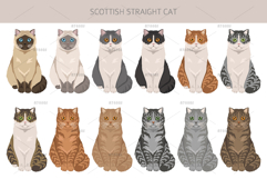 Scottish Straight Cat clipart Product Image 5