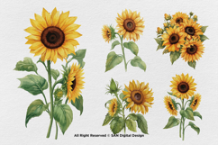 15 Bundle Watercolor Sun Flower Rose Flower Floral Botanical Product Image 7
