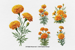 15 Bundle Watercolor Marigold Rose Flower Floral Botanical Product Image 7