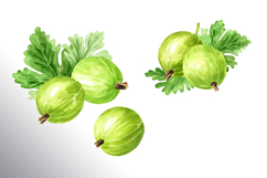 Gooseberry. Watercolor collection Product Image 8