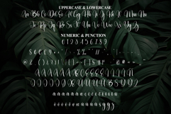 Monstera Product Image 7